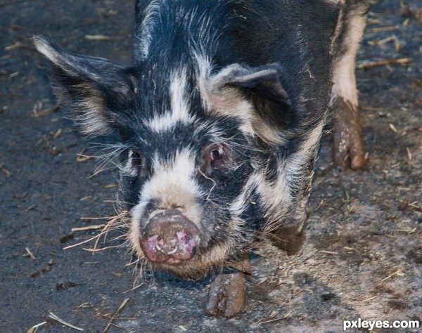 kunekune pig